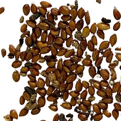 Generic Semillas de pensamiento georgico, 200 piezas Semillas de plantas Fuerte vitalidad Sin OGM Semillas de pensamientos georgicos naturales vibrantes Suministros de jardín Multicolor