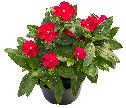 Adelfilla Vinca Major Natural Planta Rastrera Ideal para el Exterior del Hogar