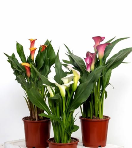 ¡¡¡ 3 Plantas !!! natural Calla Variada, Lirio, 30 cm. Variado en colores, Zantedeschia aethiopica. Planta elegante con flores grandes y coloridas, ideal para jardines. Segura Garden.