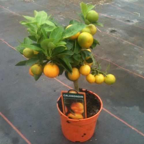 Citrus Miniature Orange Bush - Approx 25cm Tall - Great Gift Idea