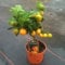 Citrus Miniature Orange Bush - Approx 25cm Tall - Great Gift Idea