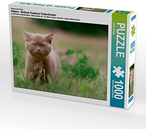 CALVENDO Puzzle EIN Motiv aus dem Kalender Kittens - Britisch Kurzhaar Katzenkinder | 1000 Teile Lege-Größe 64 x 48 cm Foto-Puzzle für glückliche Stunden