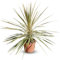 Cordyline australis « Dazzler » Lys géant, 100 cm, pot de 10 l, plante de jardin rustique pour l'intérieur et l'extérieur