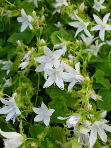 Staudenkulturen Wauschkuhn Campanula poscharskyana 'Silberregen' - Glockenblume - Staude im 9cm Topf