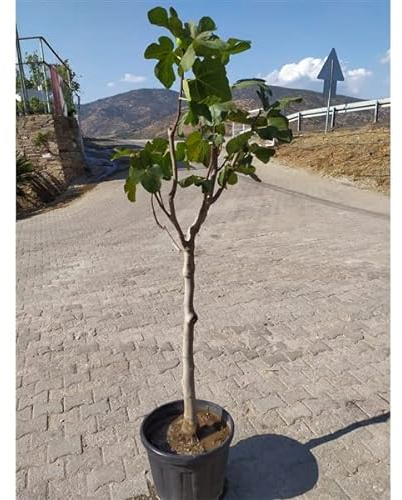 Feige Panache 70-100 cm - Ficus carica - Helle Feige -kräftiger Stamm - Feigenbaum