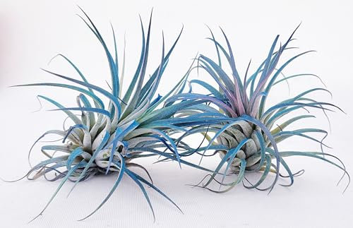 POWERS TO FLOWERS - TILLANDSIA, PIANTE DELL'ARIA, COLOR LIFE BLU, 2 PIANTE pianta vera