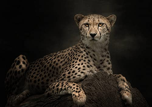 CALVENDO Poster 42,0 x 29,7 cm Querformat Gepard, Poster DIN A3 quer| Bilder, Kunstdruck, Wandbild, Wanddeko, Prints ohne Rahmen
