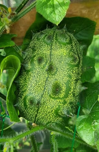 Kiwano/Horngurka Cucumis metuliferus 100 frön