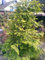 Urwelt Mammutbaum Metasequoia glyptostroboides 80-100 cm hoch im 5 Liter Pflanzcontainer