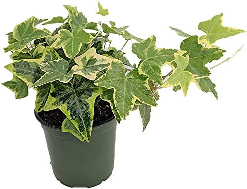 DECOALIVE Planta de Interior Hiedra Variegata Hedera Helix Hiedra Verde y Blanca, 8436601570543