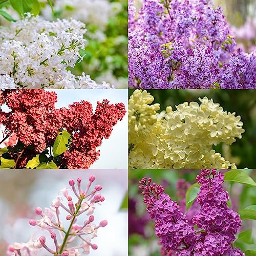 100 Pezzi Semi Albero Lilla Resistente Grande - Semi Lilla - Semi Viola, Piante Rare (Siringa Oblata) Piantare Alberi, Piante Resistenti In Vaso Albero Bonzai, Semi Di Piante Da Appartamento