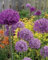 -Bulk- Viola ALLIUM Globemaster Giganteum 250 + semi perenni
