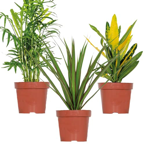 3x Tropische Zimmerpflanzenmischung – Dracaena-Chamaedorea-Codiaeum –⌀12 cm – 25-40 cm
