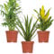 3x Tropische Zimmerpflanzenmischung – Dracaena-Chamaedorea-Codiaeum –⌀12 cm – 25-40 cm