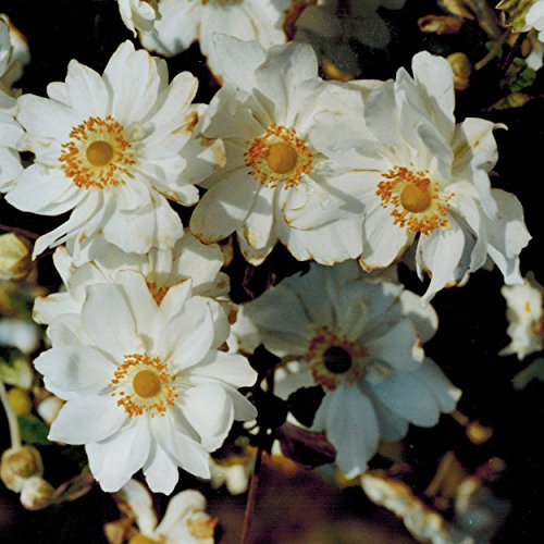 Blumixx Stauden Anemone Japonica-Hybr. 'Wirbelwind' – Herbstanemone, weiß blühende winterharte Gartenstaude, langlebig & pflegeleicht, ideal für Beet, Schatten & Vorgarten