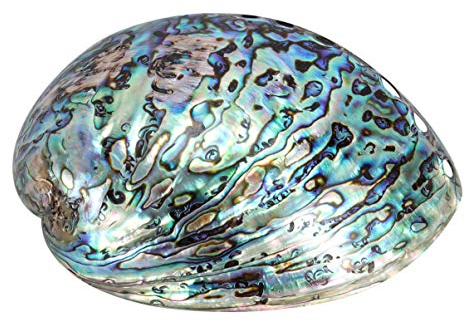 VICASKY Purifiante Dormeau Coquille D Ormeau Naturel Abalone Shell Ornement Bibelots Titulaire Naturel Shell Verser Bavures Nettoyage Home Decor 10-12Cm De Coquille Dormeau Coquille