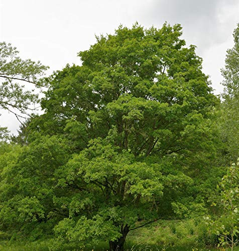 Feldahorn 40-60cm - Acer campestre