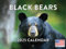 Black Bear Kalender 2024