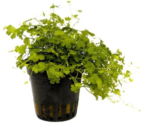 WASSERPFLANZEN WOLFF - ein Topf Hydrocotyle cf. tripartita/Hydrocotyle sp. 'Japan' TOP-Rarität - Teppichbildender Bodendecker, Schnellwachsende, Kleeartige Aquarienpflanze