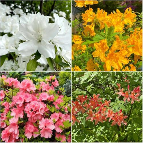 rhododendron winterhart - indoor garten gartenpflanzen balkonpflanze garten winterharte bonsai immergrüne kübelpflanze winterhart hängepflanzen 450samen
