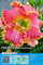 Taglilienrhizome : Hemerocallis - Taglilie  Divas Choice  winterharte 1 Rhizom/Fächer