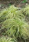 Carex morrowii 'Variegata' - Japan-Segge, grün-weiß gestreiftes Laub, ideal für schattige Beete, winterhart, pflegeleicht