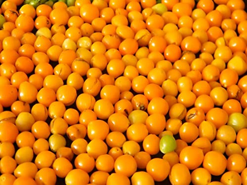 Aji Charapita Chili -10 Samen-momentan teuerstes Chili