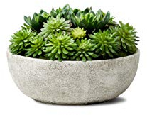 Serene Spaces Living Echeveria Succulent Mix in Bowl, Perfect for Weddings and Home Décor, Real Looking Succulent for Decoration, Measures 10in Diameter x 7in High, Sold Individually