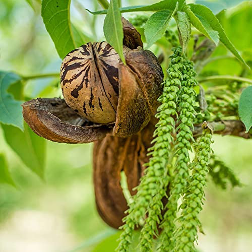 Walnussbaum|Baumsamen|Bonsai Baum/Zimmerpflanzen/Balkon/Winterharte KüBelpflanzen/GrüNpflanzen/Geschenke FüR Gartenfreunde/Bio Saatgut Walnussbaum-10stüCk