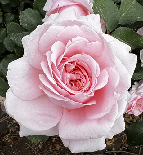 'Bride & Groom' Potted Rose - Pale Pink Fragrant Blooms - Lovely Gift Idea - 4 Litre Pot