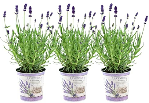 Plants by Frank - Set von 3 Echter Lavendel Pflanze im Dekotopf 'Deluxe' - 3 x Lavandula Angustifolia Felice ® 13 cm Topf - Lavendel pflanze winterhart - Frisch aus der Gärtnerei Geliefert