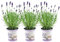 Plants by Frank - Set von 3 Echter Lavendel Pflanze im Dekotopf 'Deluxe' - 3 x Lavandula Angustifolia Felice ® 13 cm Topf - Lavendel pflanze winterhart - Frisch aus der Gärtnerei Geliefert