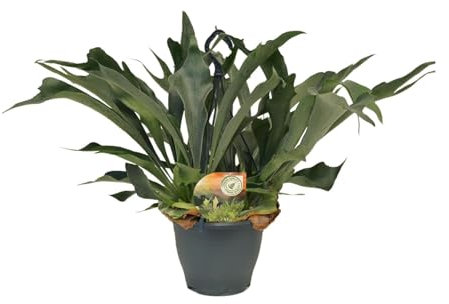 Platycerium bifurcatum - 40-50cm - Ø21cm - Pianta d'appartamento - Sempreverde