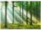 MyPuzzle Schöner Morgen im Wald - Premium 1000 Teile Puzzle - MyPuzzle Sonderkollektion von Puzzle Galaxy