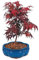 New Ahorn, RED Japanisch oder Bonsai-Baum, 100 + Samen!