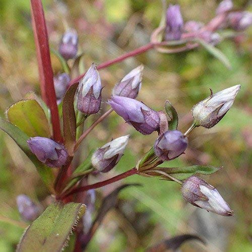 seedsown Pink: 100 PC-Kletterrose Blumensamen Balkon Gartenzäune Dekor (Pink)