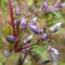 seedsown Pink: 100 PC-Kletterrose Blumensamen Balkon Gartenzäune Dekor (Pink)