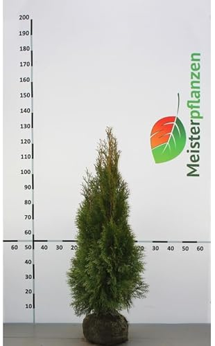 Lebensbaum Thuja Smaragd 100-120 cm. 3 Koniferen. Immergrüne Heckenpflanze