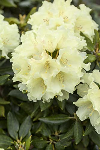 Rhododendron Hybride 'Goldkrone' 30–40 cm – Winterhart, Immergrün, Mehrjährig – Rhododendron – Zierstrauch für Garten & Kübel