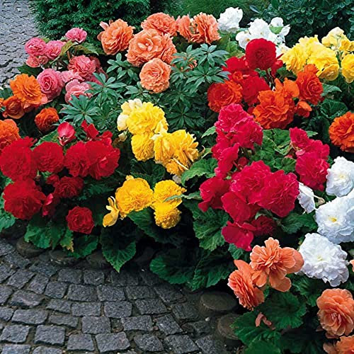 Heavy Torch Begonia Non-Stop Summer Bedding Mixed Flower, Home Gardening Seeds, Good for Seeds ing, Pack of 12 Plug Seeds: Only Seeds