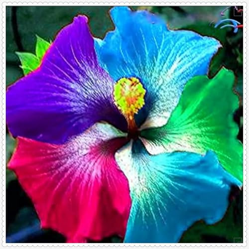 Hibiscus Pflanzen zwiebeln,Winterharte Pflanzen,Mysteriöse magische Glühbirne,Hibiscus Pflanzen,Hibiskus Pflanzen,hibiskus zwiebeln,Hibiscus Blumenzwiebeln mehrjährig winterhart.-1zwiebeln-J