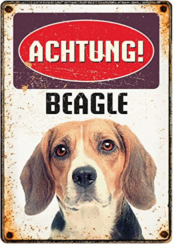 Plenty Gifts – Blechschild im Retro-Stil | Achtung! Beagle | 21x14,8 cm | Wanddekoration für drinnen und draußen