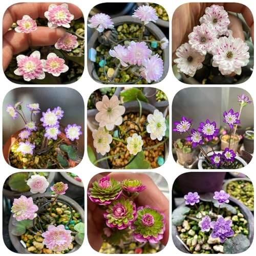 600 pcs leberblümchen pflanze samen bienenfreundliche blumensamen Hepatica nobilis, gartenblumen mehrjährig winterhart wildblumenwiese saatgut mehrjährig zimmerpflanze wiesenblumen
