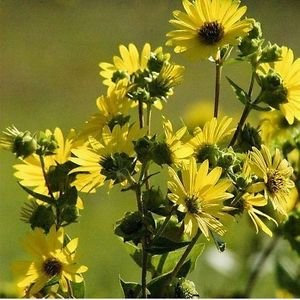 Semillas de la planta de la Copa silphium (silphium Perfoliatum) + 15 Semillas