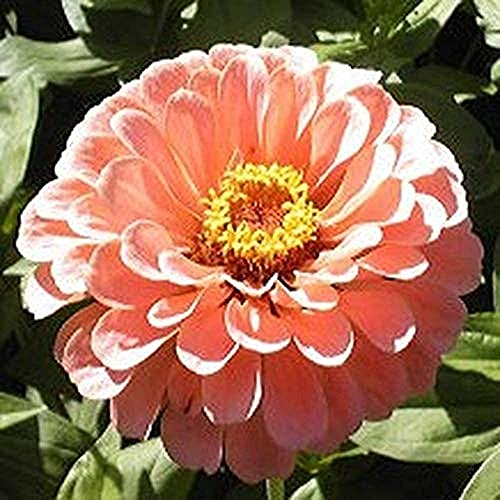 200 Stück Zarte Rosa Zinnien Samen Schöne Und Attraktive Blütenfarben Mehrjährige Gentechnikfreie Erbstück-Blumensamen Effizientes Pflanzen In Gärten Im Freien