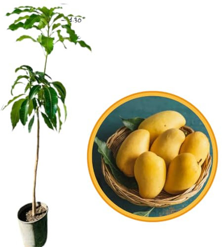 MANGO NAM DOC PIANTA DI MANGIFERA INDICA PIANTE TROPICALI H 140CM FOTO REALI