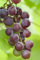 Vitis vinifera 'Vanessa' 80-100 cm - Tafeltraube, kernlos, rosa Beeren, Erntezeit September, ideal für Spalier, winterhart und pflegeleicht