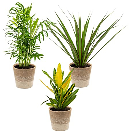 3x Mix di piante d'appartamento tropicali incl. Cestino in juta – Purificante dell'aria – ⌀12 cm - 25-40 cm