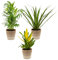 3x Mix di piante d'appartamento tropicali incl. Cestino in juta – Purificante dell'aria – ⌀12 cm - 25-40 cm