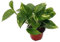 Portal Cool Golden Devil'S Ivy - Pothos - Epipremnum - 4Pot - Molto facile da coltivare